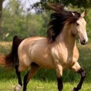 Xtudr - Poniplay : Para esclavos que desean ser caballos y amos que buscan ser jinetes