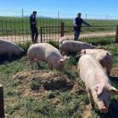 Xtudr - vivir en granja como animal: interesados en la experiencia. alquilar una granja, y si no hay amos, apoyarnos y disfrutar