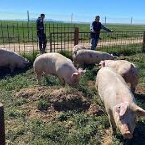 Gay Cruising: vivir en granja como animal