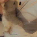 Xtudr - zebra: little into rp