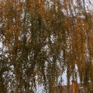 Xtudr - j_cain: I'm tall, ...