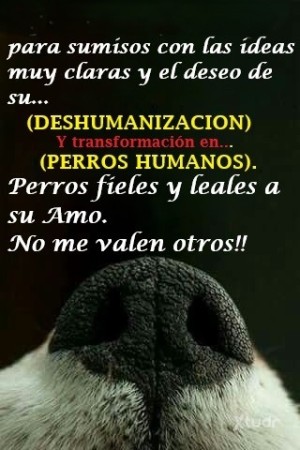 Xtudr - BUSCO-DOG: CONTACTO PARA CONVERTIR O TENER A UN SUMISO COMO MASCOTA HUMANA
                                                     (Mas...