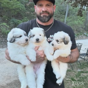 Xtudr - Ryan50961: I’m gay , versatile but mainly on top here looking for a serious relationship 