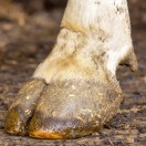 Xtudr - Gintuko: Feet, smells, fart...