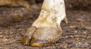 Xtudr - RAVENgg: Feet, smells, farts, pig!