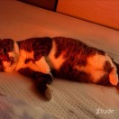 Xtudr - collins: I'm ready to trans...