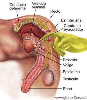 Xtudr - n9dogdd4: QUE MAL: Puros disque amos  y son bien calientahuevos nadamas,  puros jotitos fantasiosos,  con perfiles segun serios y co...