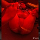 Xtudr - Nexoven: Sumiso novato con ...