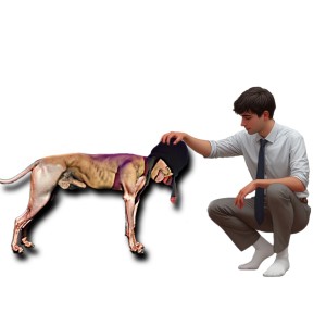 Xtudr - nfmpkj37: Soy un perro inferior me gusta comportarme ridículo para que la gente se burle y me humille Wooof Wooof