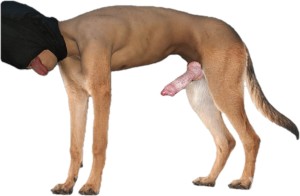 Xtudr - Perritopendejoinferior: Soy un pendejo que le gusta ser tratado como perro soy inferior soy un animal me gusta ser la burla me gusta...