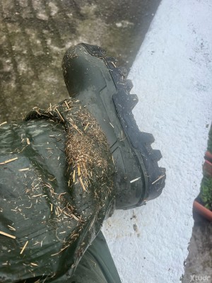 Xtudr - Cerdo-oso: Muy cerdo