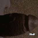Xtudr - ATlfreak47pig: I'm usually ...