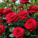 Xtudr - Gayman5h: Discreet 