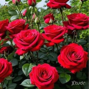 Xtudr - Gayman5h: Discreet 