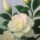 Xtudr - sheikhhamdan1: 