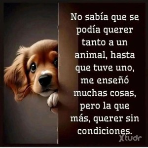 Xtudr - BUSCO-DOG: CONTACT TO CONVERT OR HAVE A SUBMISSIVE AS A HUMAN PET
(HUMAN DOG PET)
For the submissives who feel the need to introduce...