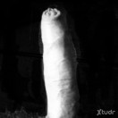 Xtudr - SexyHairyLeatherDaddy: Othe...