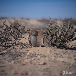 Xtudr - Hamd26262: Relationship 