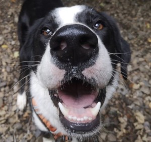 Xtudr - ffozzy: 6’2”, not sure about weight, lost a bit lately, I’m about 100k no oil painting see pics, 65yo I’m  passionate about my kinks...