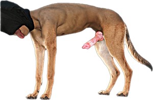 Xtudr - nfmpkj37: Soy un perro inferior me gusta comportarme ridículo para que la gente se burle y me humille Wooof Wooof