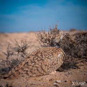 Xtudr - Hamd26262: Relationship 