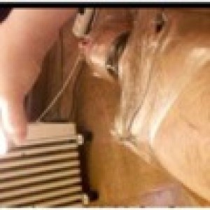 Xtudr - apolodoro: Mature submissive, I've never had a Master, I've always been a servant to a Mistress.
I would like to try myself with a M...
