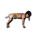 Xtudr - Perritopendejo: Soy un perr...