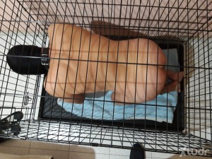 Xtudr - Esclavoparausar: I'm tired of those who call themselves Master and have no idea what real BDSM is. I'm a masochistic submissive, I'v...