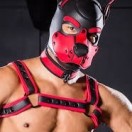 Xtudr - perretepollaanulada: Perro ...
