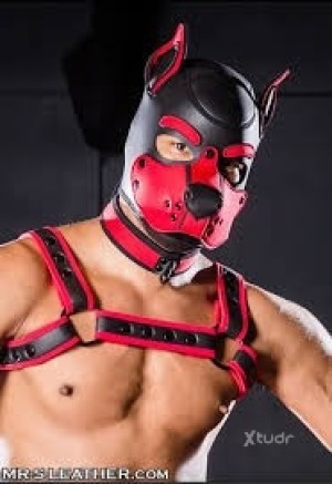 Xtudr - perretepollaanulada: Perro sin Amo,.buscando Amo para servirle y estar a su disposición, Amos.serios por favor . No me va el findom,...