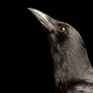 Xtudr - CorvidKeeper: Dominante. Sá...