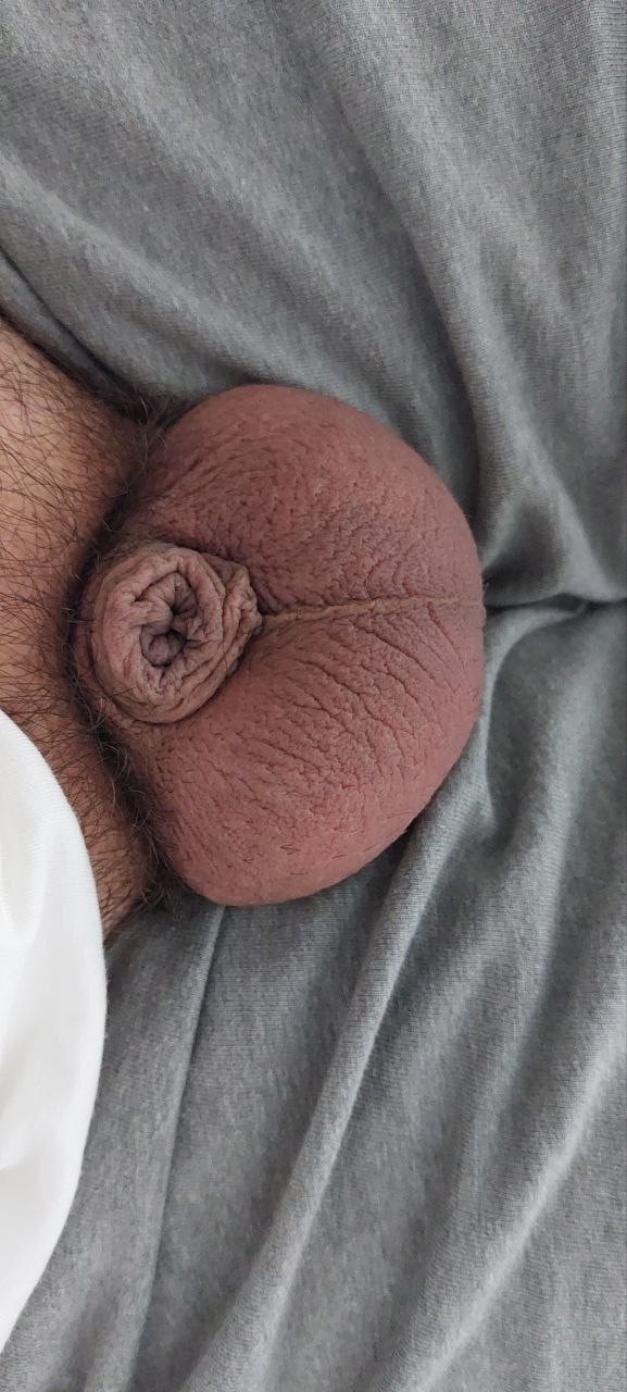 Xtudr - SPH Perro sumiso disponible para entretener a machos
