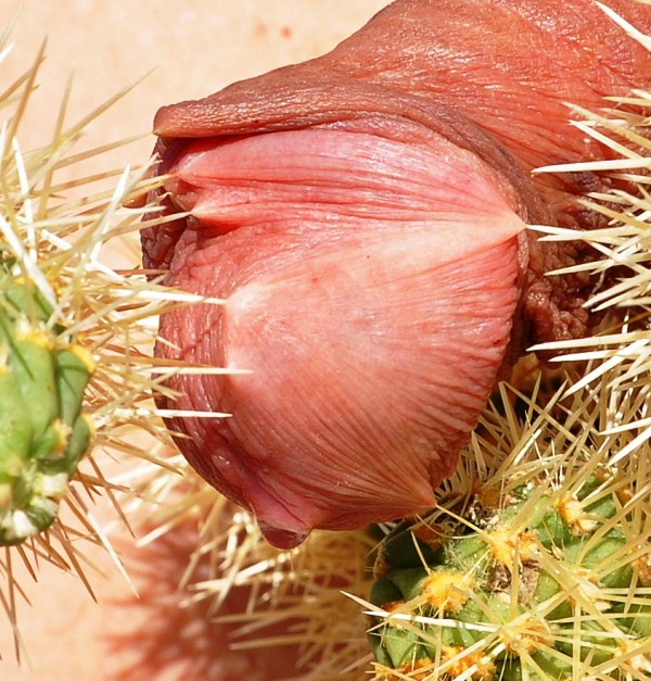 Xtudr - Mucho dolor En este Grupo https://www.xtudr.com/grupos/id/1691016 hay muchas sugerencias para atar en el campo y dar mucho dolor.