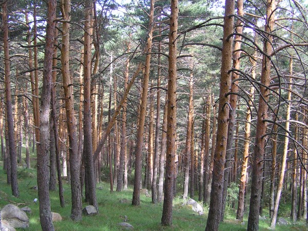 Xtudr - BDSM NEL KAMPO SN06.-. Sé que mucha gente que sigue este grupo ya tiene ganas de que empecemos a programar salidas con sesión de por medio. Bueno, decirles que vamos a hacer algo intermedio porque ahora el clima no permite hacer una SESIÓN COMPLETA ya que es este grupo queremos velar también por la salud de nuestros seguidores. Cuando decimos ALGO INTERMEDIO nos estamos refiriendo a hacer salidas al campo para que los que estén interesados empiecen a familiarizarse con el medio.
Yo salgo al campo al menos una vez a la semana y la mayoría de las veces lo hago en solitario. Claro que llevo ya unos 50 años haciendo montaña. Me meto por todos los sitios que son razonablemente útiles para andar, dependiendo siempre del LUGAR. Porque no es lo mismo andar en la Sierra de Guadarrama por caminos de media montaña en los alrededores del Puerto de Navacerrada, Puerto de Cotos o Cercedilla que hacerlo por la Pedriza.
