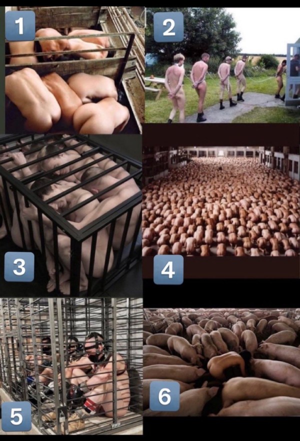 Xtudr - Humillacion Cual es tu sitio perro...