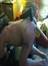Xtudr - Sin miedo ni limites soy masoka, mucho, no esclavo, no sumiso, no puta, no perra, masoka con pocos limites material y sitio en Horta busco a Macho kabron que me use y torture ahora para su placer; recibo de rodillas, o como ud ordene Señor
