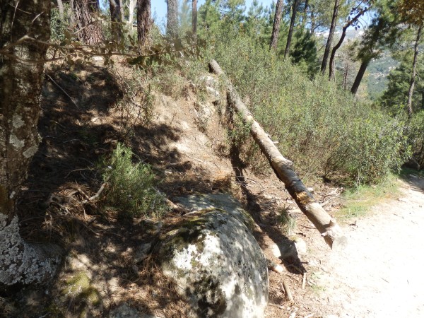 Xtudr - BDSM NEL KAMPO 133.- Hace un par de días he estado en otra zona de las que voy a utilizar este verano para llevar a perras sumisas al KAMPO, para torturarlas. Estuve haciendo una descubierta que me dio la posibilidad de idear algunos tormentos para llenar un día entero de torturas dependiendo del tipo de perra que tenga a mano.

Encontré muchas posibilidades pero una de las que me llamó más la atención se recoge en la imagen de esta entrada. Y es que esa imagen me da la posibilidad de torturar a una o varias perras sumisas al mismo tiempo en uno o varios días consecutivos.
En efecto, ese tronco de unos 5m de largo, no es demasiado ancho, lo suficiente para poder atar a la perra ‘al palo’ como si lo estuviese haciendo con el palo plantado en el suelo jaja. Y esa es solo una de las ideas que se me ocurrieron. Encontrar ese tipo de troncos en medio del monte, no es sencillo pero tampoco imposible. Su uso para este tema está lleno de posibilidades de tortura y así lo haré este año.

Además ese tipo de tronco se puede usar, como ya he indicado, para torturar a varias perras al mismo tiempo, atándolas al tronco y haciéndolas, por ejemplo, andar descalzas con el tronco, sin que éste se caiga, porque si se cae, serán apalizadas sin piedad por mis ayudantes negros que, en el peor de los casos me atarán a mi también y me empotrarán con sus pollones…
