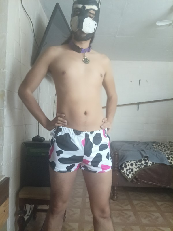 Xtudr - DogTraining México 